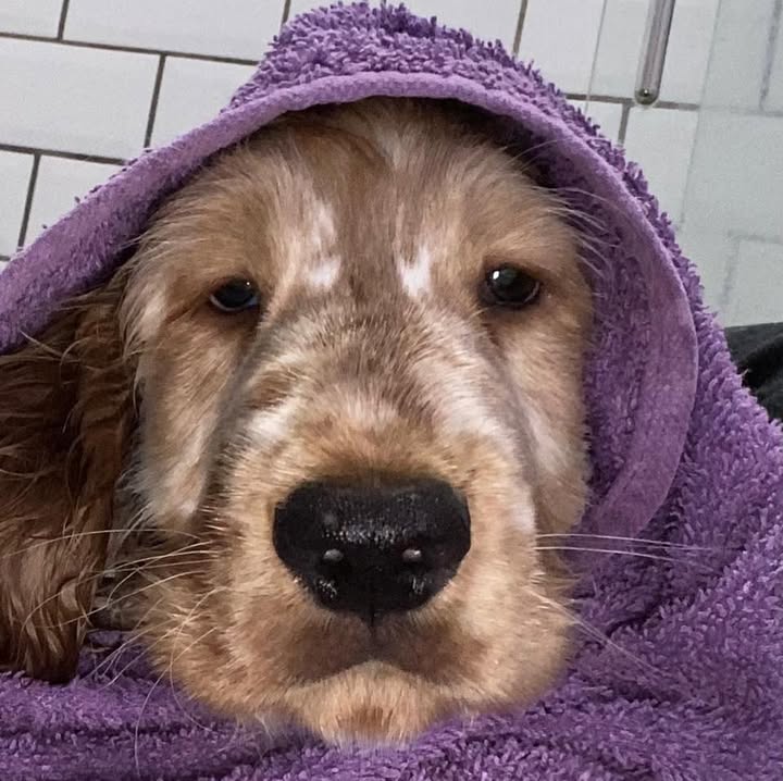 A golden cocker spaniel puppy wrapped in a purple towel