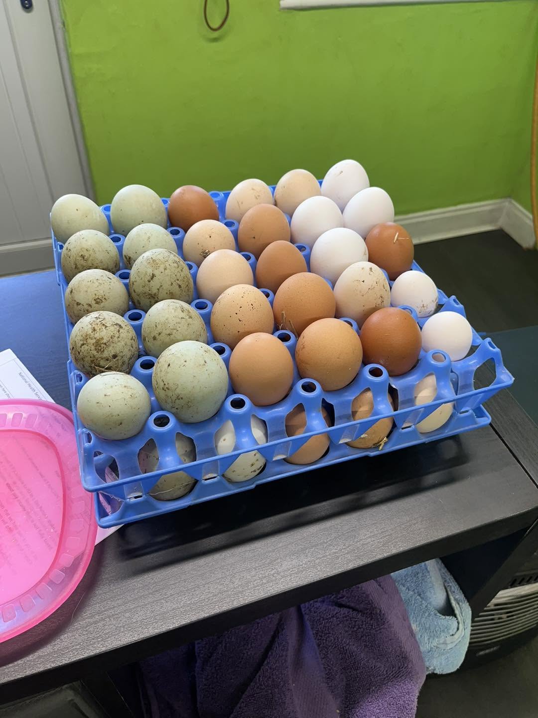 A tray of hen and duck eggs from the farm