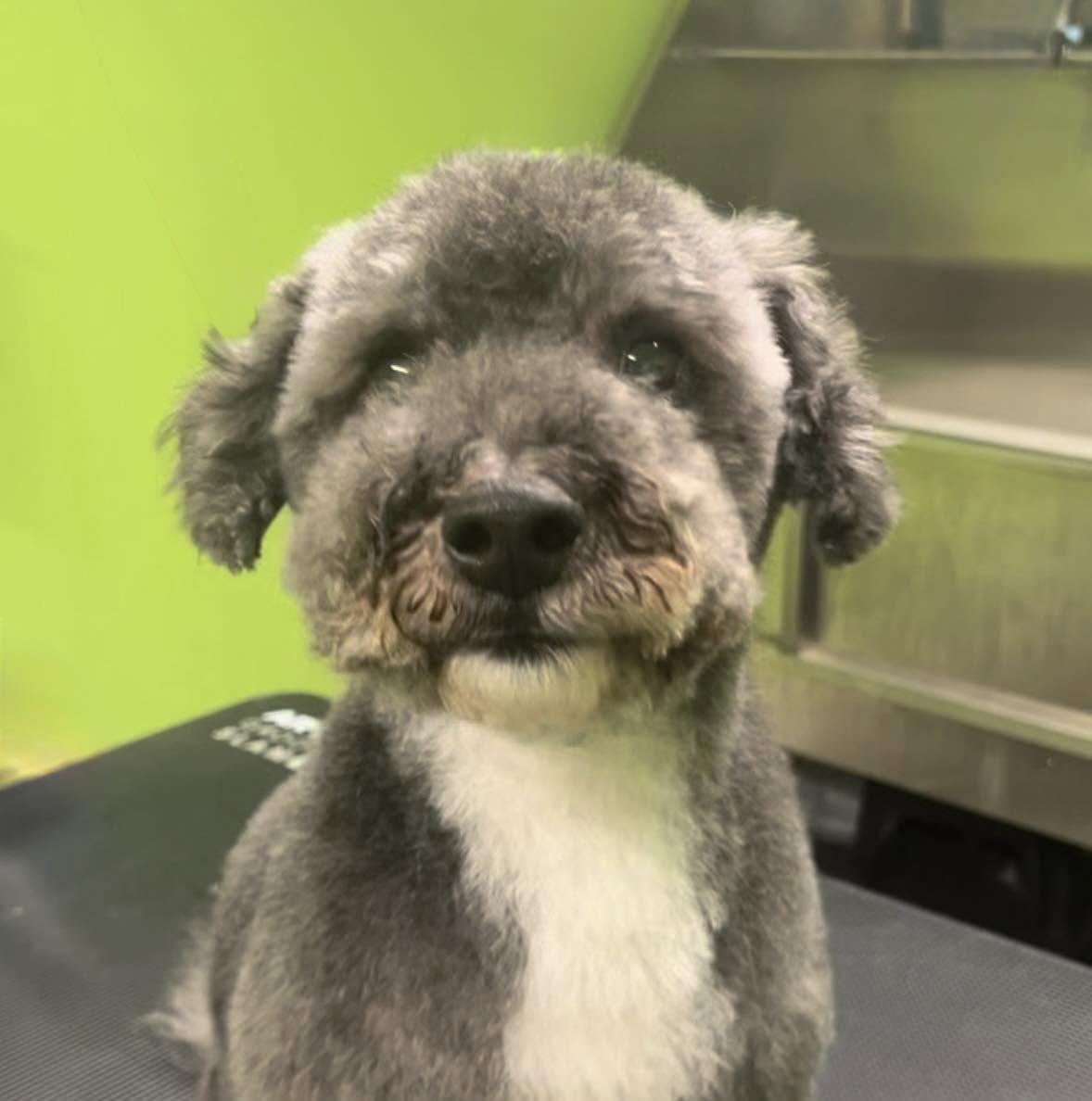 A grey and white poodle cross with a soft teddy face after a groom