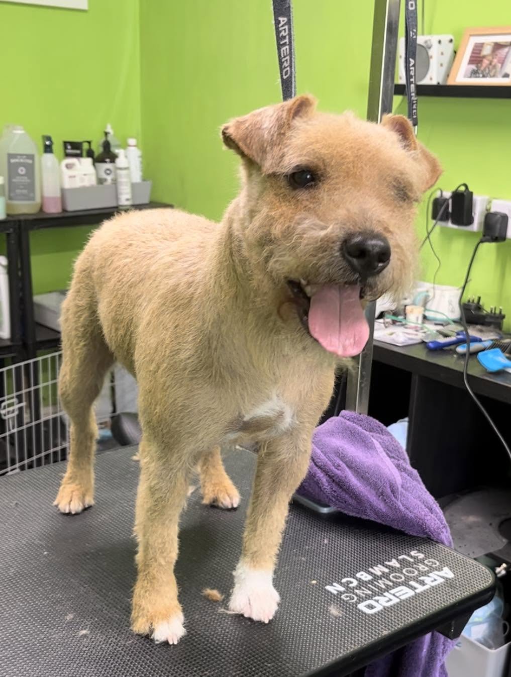 A happy tan terrier cross with a short tidy trim on the grooming table