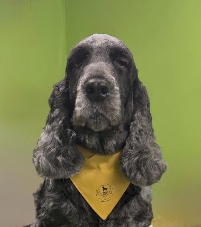 Luna, a blue roan cocker spaniel in a yellow bandana, sitting against the lime green wall