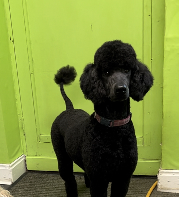 A black standard poodle with a pom-pom tail against a lime green door