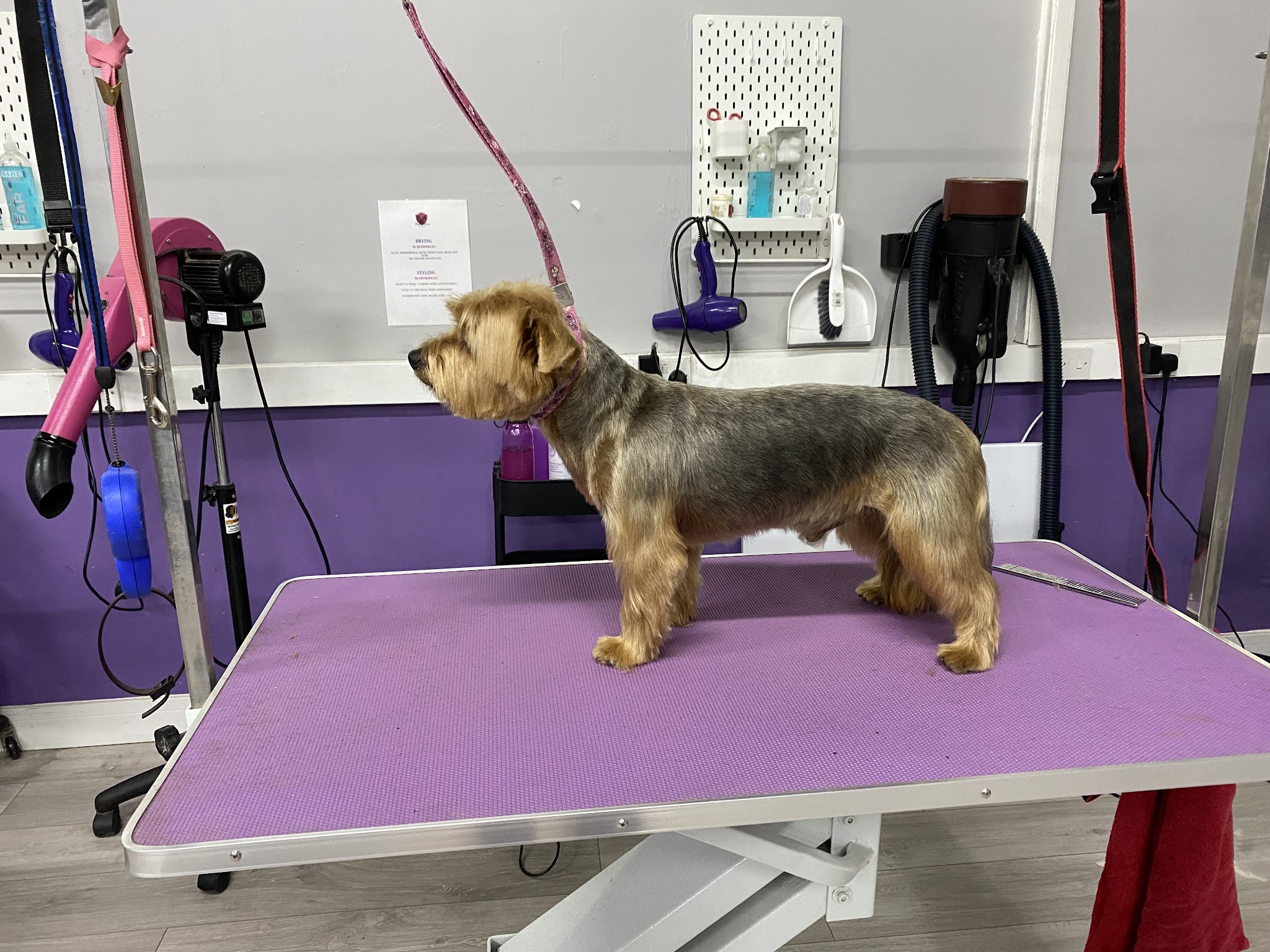 A freshly groomed Yorkshire terrier standing on a purple grooming table