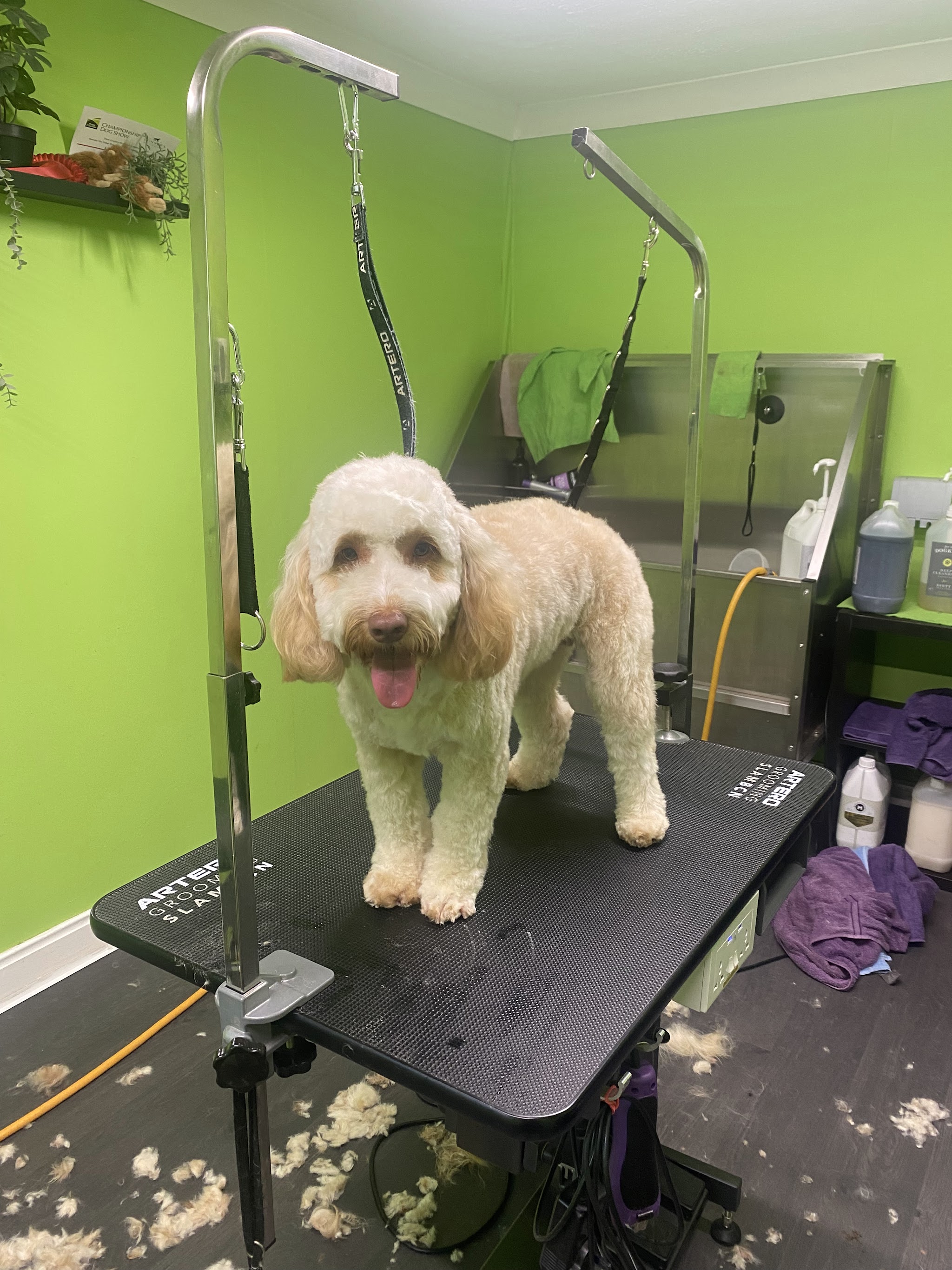 A fluffy apricot dog standing on the black grooming table, with clippings on the floor of the lime green salon