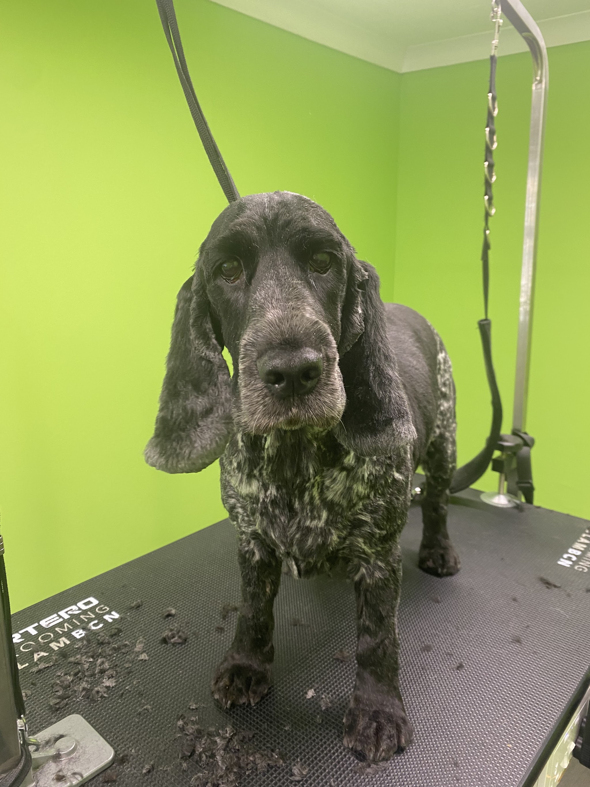A blue roan cocker spaniel standing tall on the grooming table after a trim