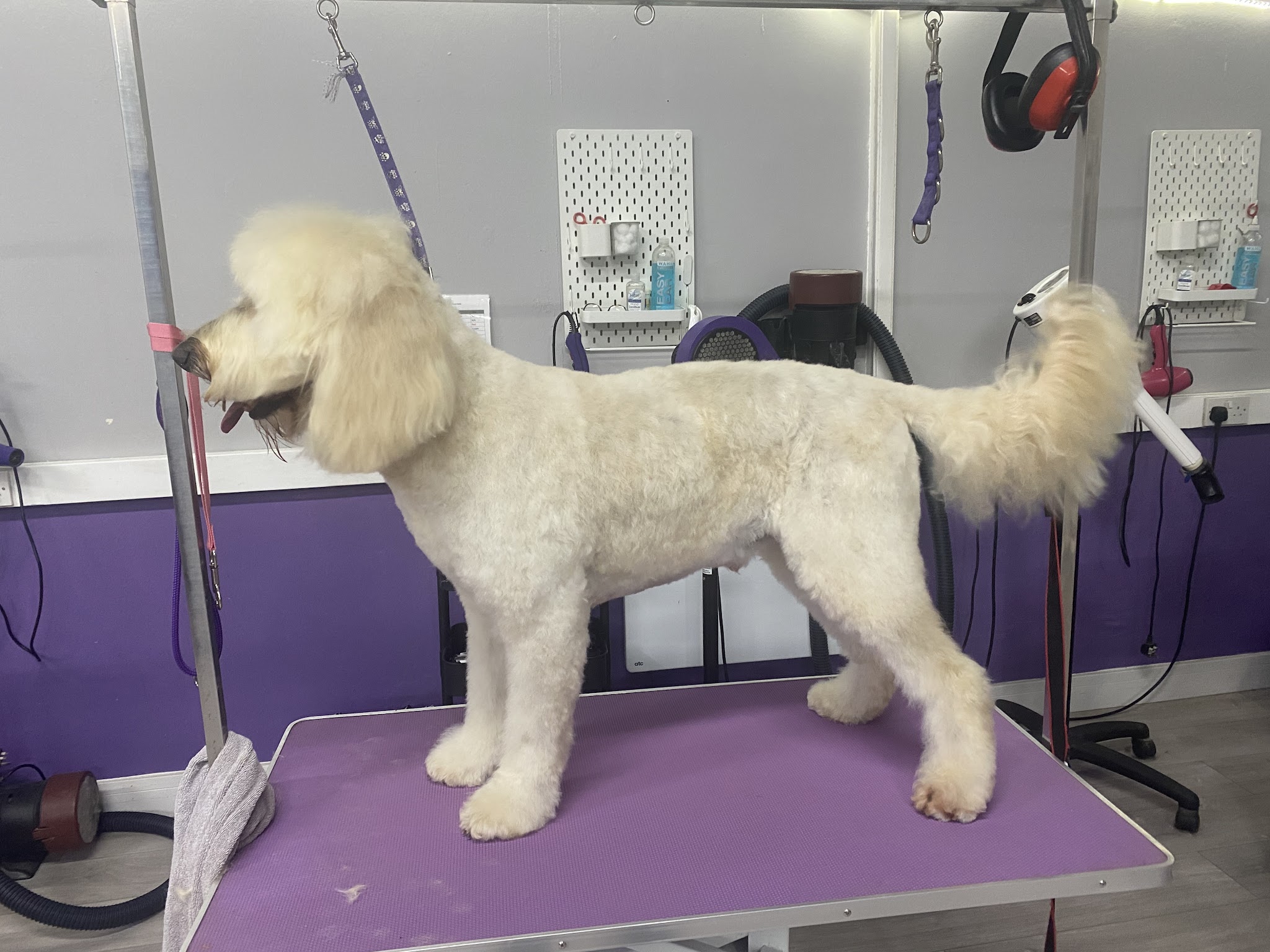 A cream poodle with a neat body clip and a full, fluffy tail on the grooming table