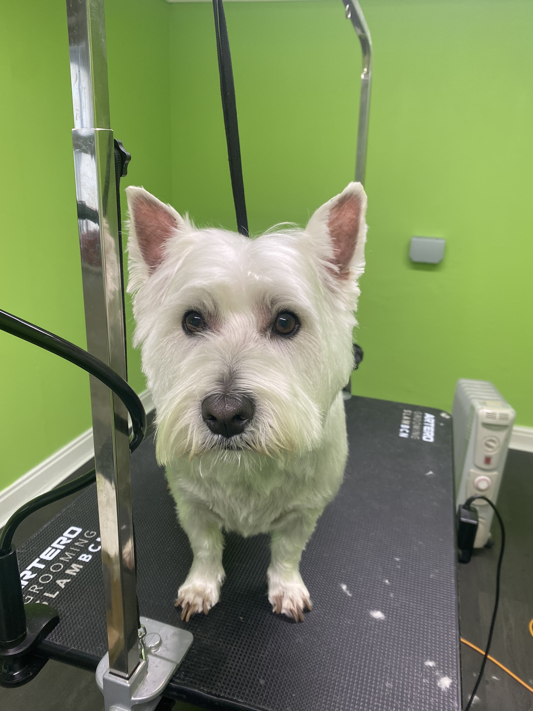 A white West Highland terrier looking up from the table after a groom