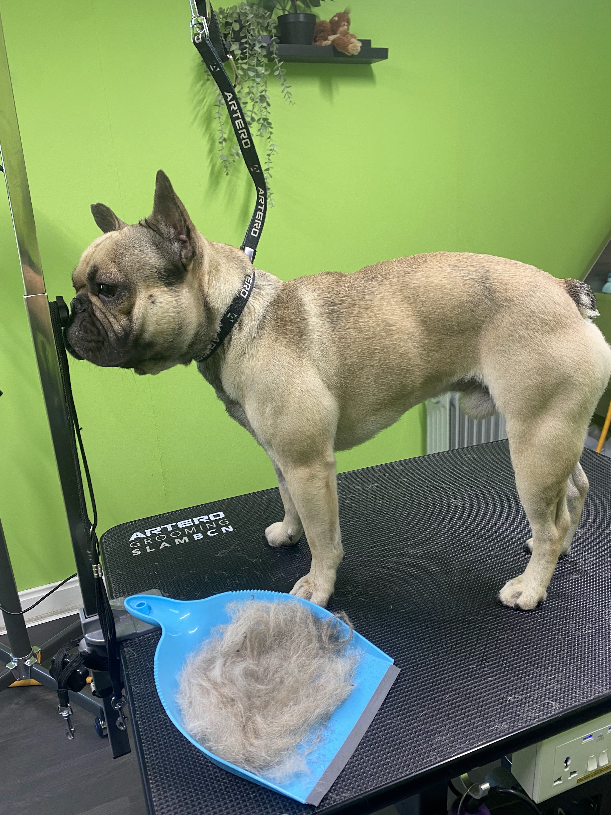 A French bulldog after a deshed, with a dustpan full of loose fur beside it