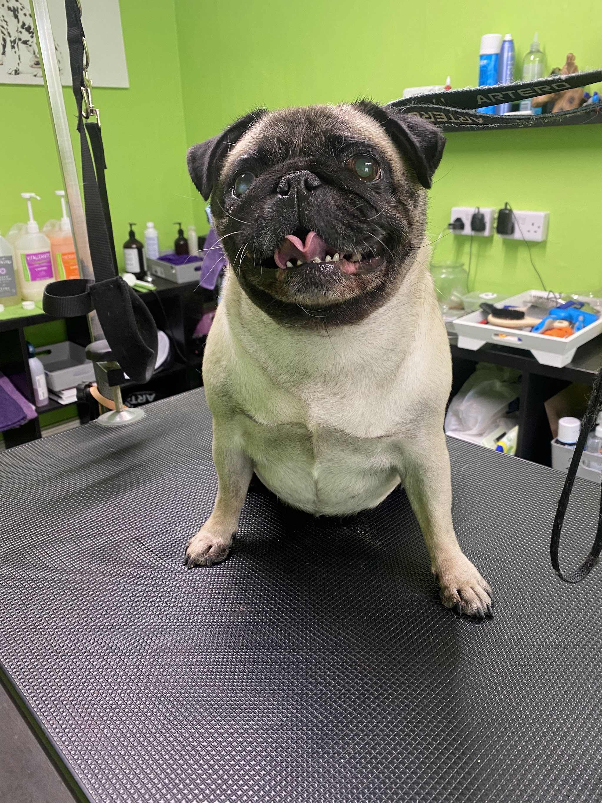 A pug sitting on the grooming table in the lime green salon